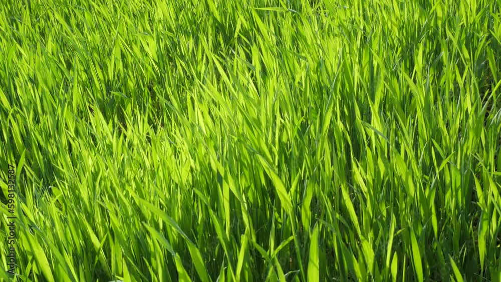 The trembling of rye leaves under the influence of wind.
The leaves of the rye growing in the field flutter in the wind.
The trembling of rye leaves under the influence of wind.
The leaves of the rye growing in the field flutter in the wind.