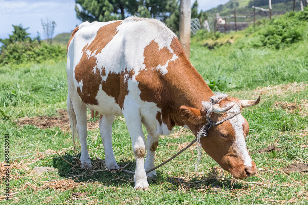 View to a dairy cow of the Montbéliard breed grazing in the green herb field, traditional for producing milk for cheese making, in Madeira island, Portugal