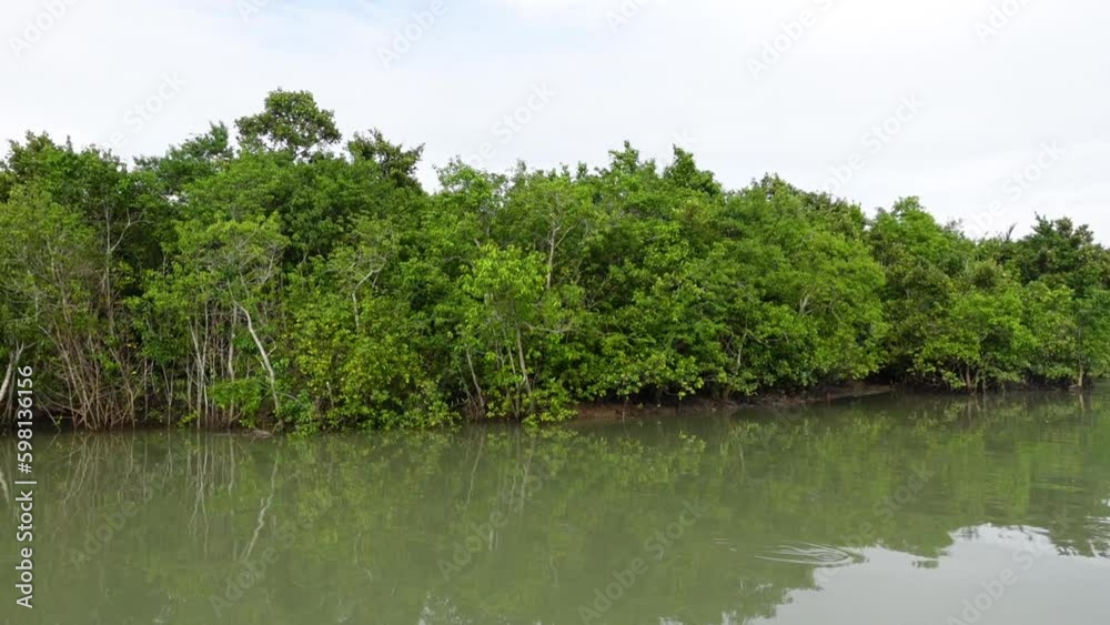 Various species of green brackish water plants in the Sundarbans mangrove forest as seen from a moving tourist boat. Various species of green brackish water plants in the Sundarbans mangrove forest as seen from a moving tourist boat.