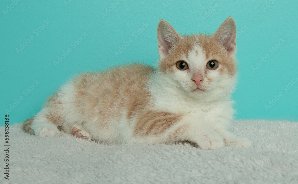 orange and white kitten cat lying down on a white blanket portrait orange and white kitten cat lying down on a white blanket portrait
