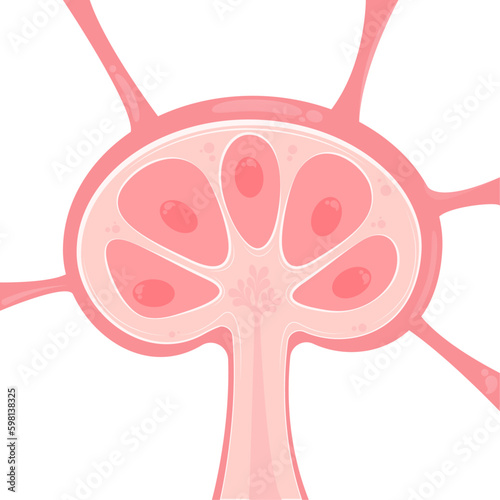 Lymph node vector illustration presentation template graphic