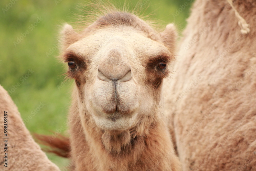 Camel closeup.