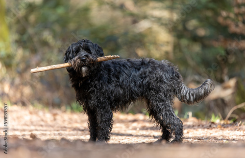 A young black labradoodle dog is retrieving a stick. Walking the dog in a forest with autumn colors and leaves on the ground
