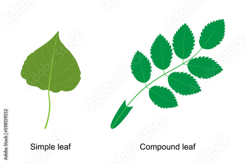 Types of leaf. Compound leaf. Simple leaf. Poplar leaf and rosehip leaf.