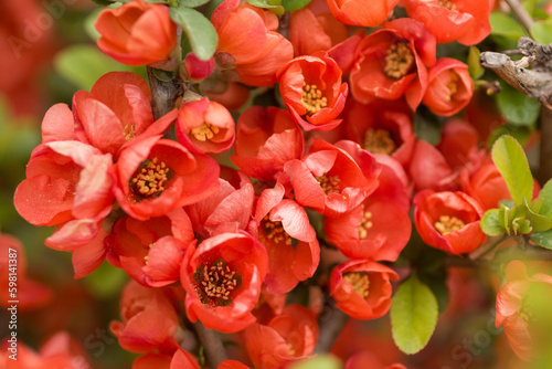  natural red color background image. close up ofJapanese quince flowers.