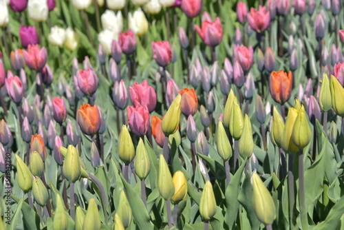 Tulipany kolorowe na plantacji