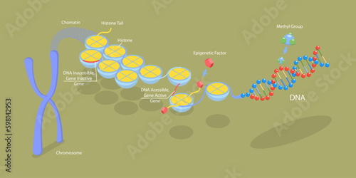 3D Isometric Flat Vector Conceptual Illustration of Epigenetic Mechanisms, Educational Labeled Scheme photo