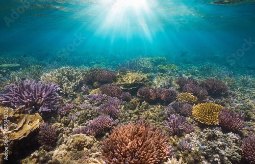 Sunlight underwater on a coral reef in the Pacific ocean, New Caledonia, Oceania © dam