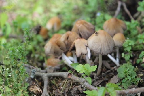 Mushrooms under a tree.