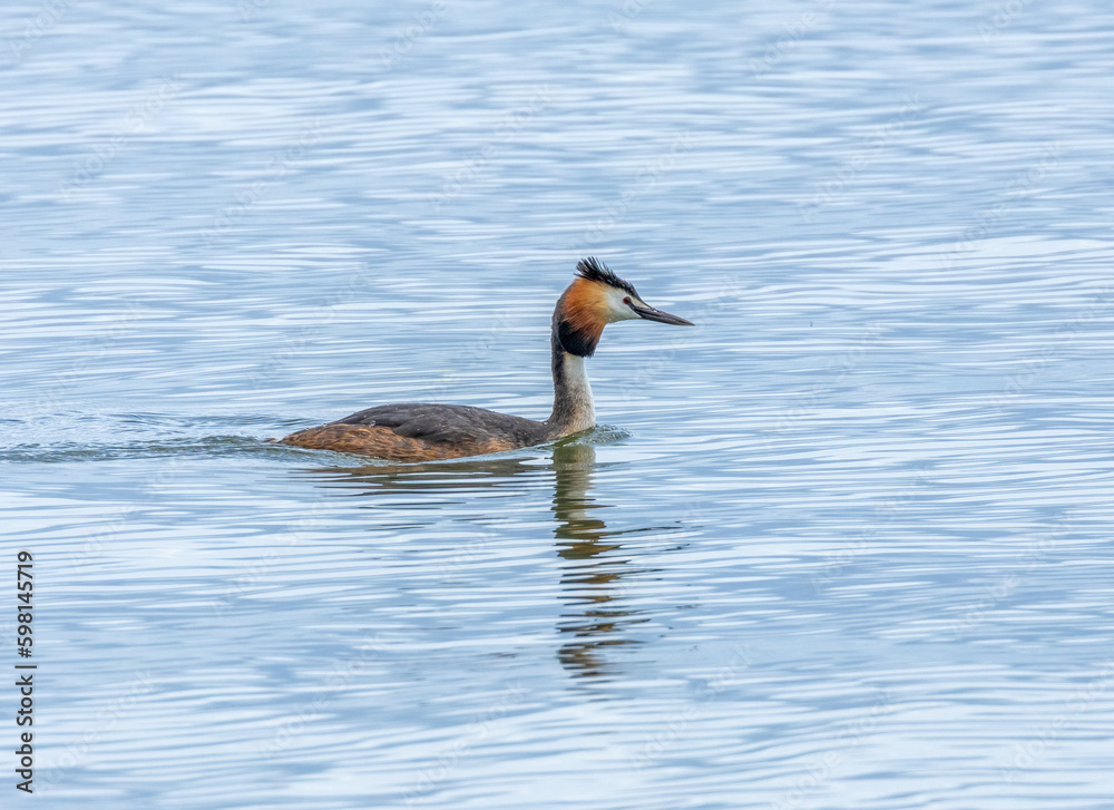 Great crested Grebe in full breeding plumage swimming in the water with natural background Great crested Grebe in full breeding plumage swimming in the water with natural background
