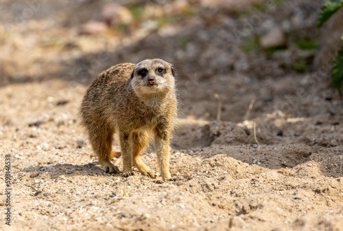 Cute meerkat walking about on the ground in the sunshine © Sarah