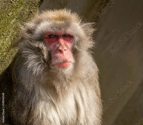 Foto Japanese macaque monkey, ape, portrait, close up of face sitting in the sunshine