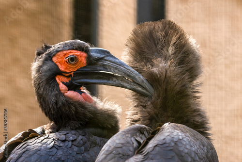 Southern ground hornbill male and female birds in ARTIS zoo, Amsterdam © Sarah