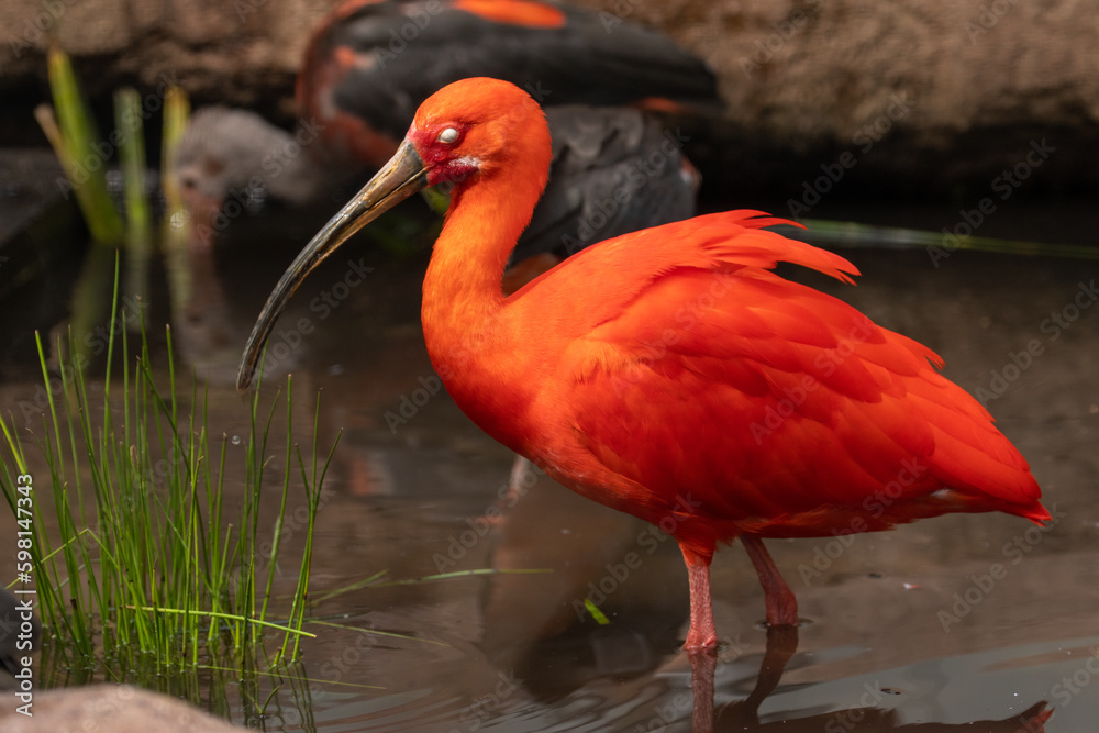 Naklejka premium Scarlet Ibis bird, Ibis, national bird of Trinidad and Tobago