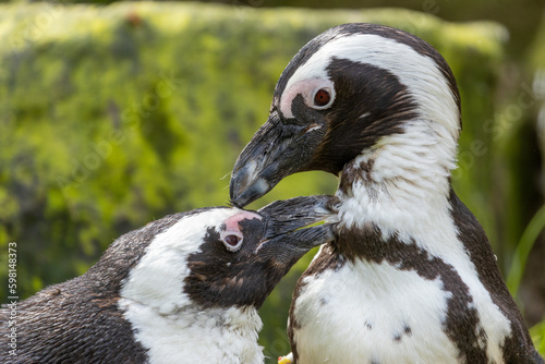 Tablou canvas African penguins, jackass penguins, black footed penguin, flightless birds enjoy