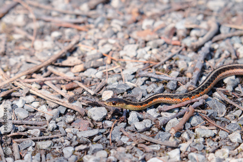 Brightly coloured garter snake on a stone background