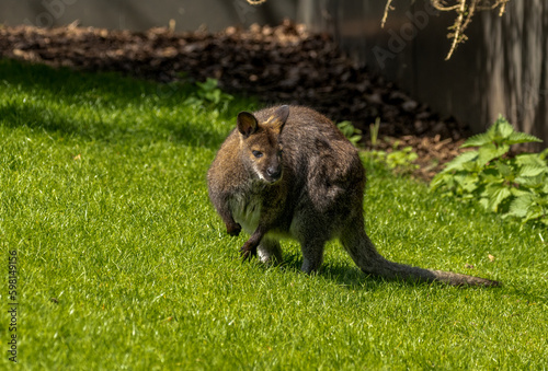Bennett's Wallaby, red necked wallaby, medium sized marsupials in Australia