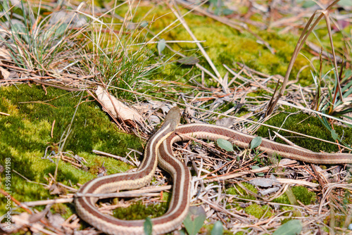 Young eastern garter snake in Canada 