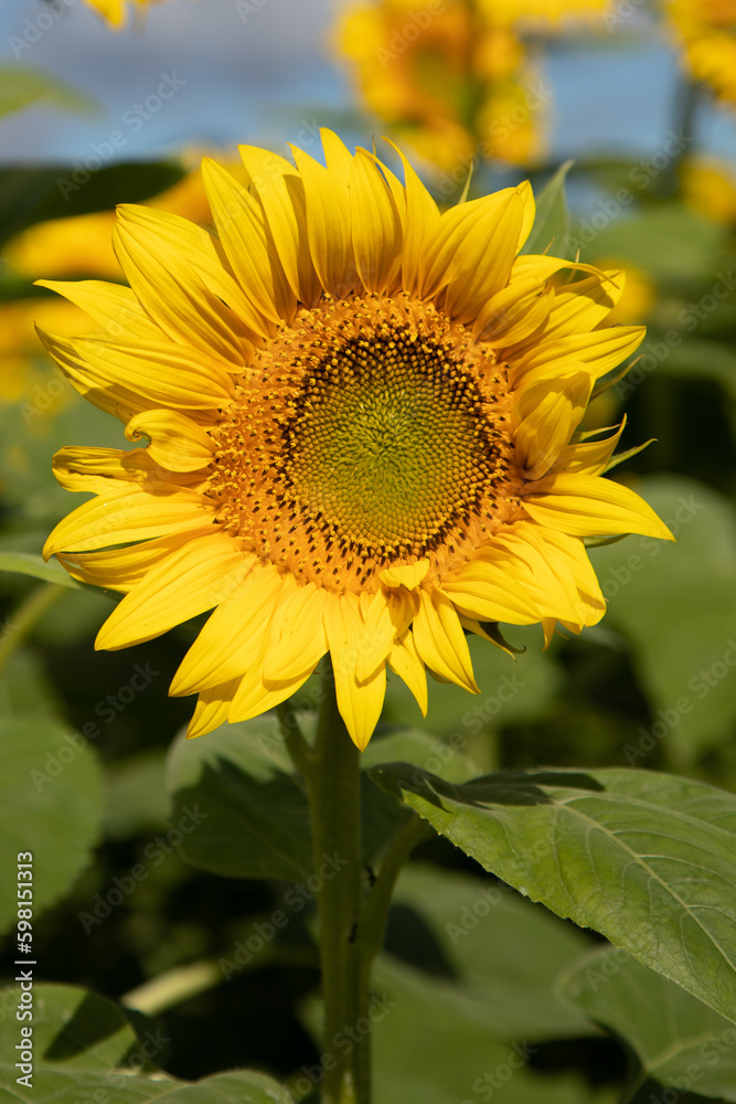 Fototapeta premium ひまわり1輪のアップ