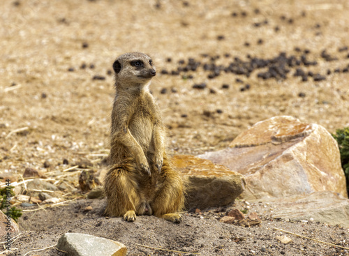 Cute meerkat on lookout duties in the sunshine keeping guard  © Sarah