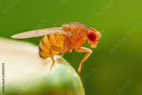 Tropical Fruit Fly Drosophila Diptera Parasite Insect Pest on Vegetable Macro
