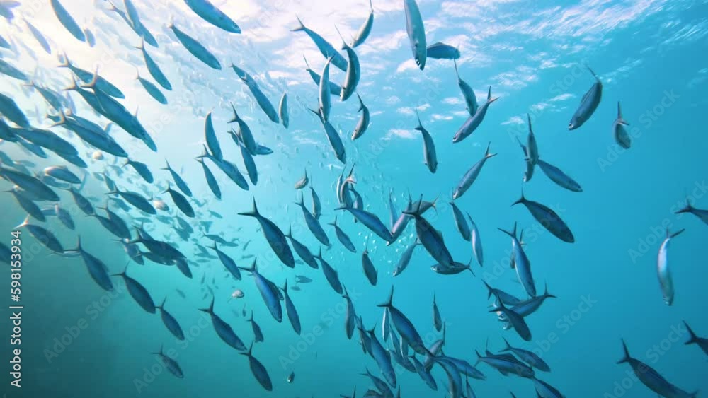 Underwater scene with a school of Indian mackerels in coral reef of the Red Sea
Underwater scene with a school of Indian mackerels in coral reef of the Red Sea