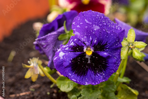 Purpurowo fioletowy bratek spowity kroplami wiosennego , kwietniowego deszczu . Wiosenny wybuch kwitnienia i rozwoju żywych organizmów .