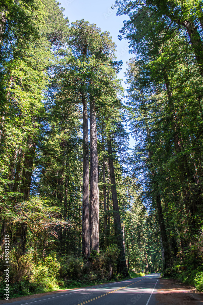 Fototapeta premium Redwoods, California