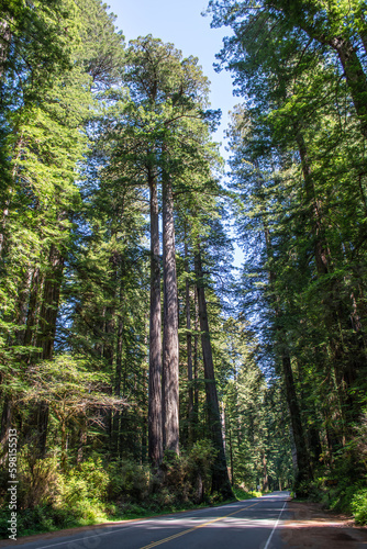 Fototapeta Naklejka Na Ścianę i Meble -  Redwoods, California
