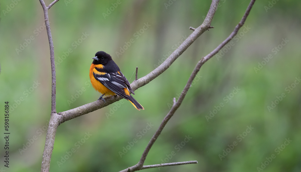 Baltimore Oriole perched on tree during Spring Migration. Bright and Beautiful Bird. Wildlife Photography. Baltimore Oriole perched on tree during Spring Migration. Bright and Beautiful Bird. Wildlife Photography.