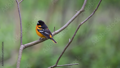 Baltimore Oriole perched on tree during Spring Migration. Bright and Beautiful Bird. Wildlife Photography. 