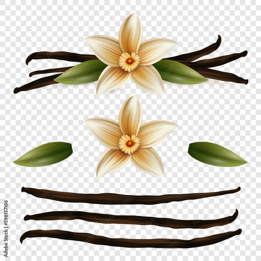 Vector 3d Realistic Sweet Scented Fresh Vanilla Flower with Dried Seed Pods and Leaves Set Closeup Isolated. Design Templates for Distinctive Flavoring, Culinary Concept. Front View Vector 3d Realistic Sweet Scented Fresh Vanilla Flower with Dried Seed Pods and Leaves Set Closeup Isolated. Design Templates for Distinctive Flavoring, Culinary Concept. Front View