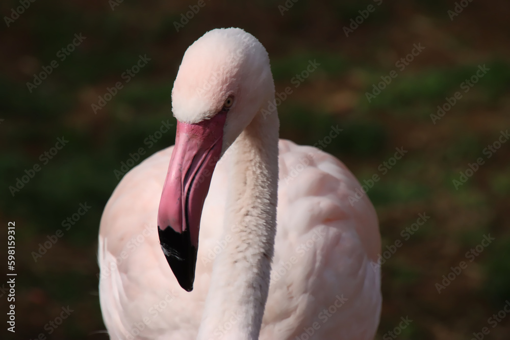 Obraz premium Young Flamingo