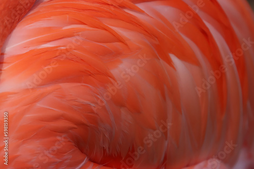 Flamingo Feather