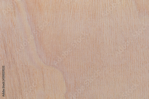 Light rough textured cut surface of an African tree. Wood background or blank for design photo