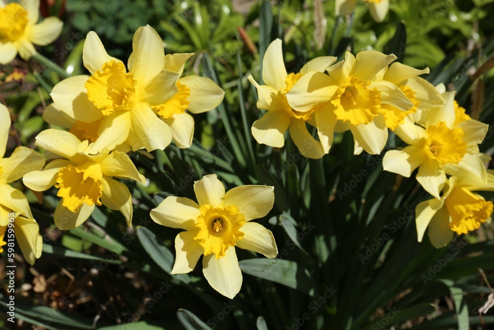 Beautiful yellow daffodils growing outdoors on spring day Beautiful yellow daffodils growing outdoors on spring day