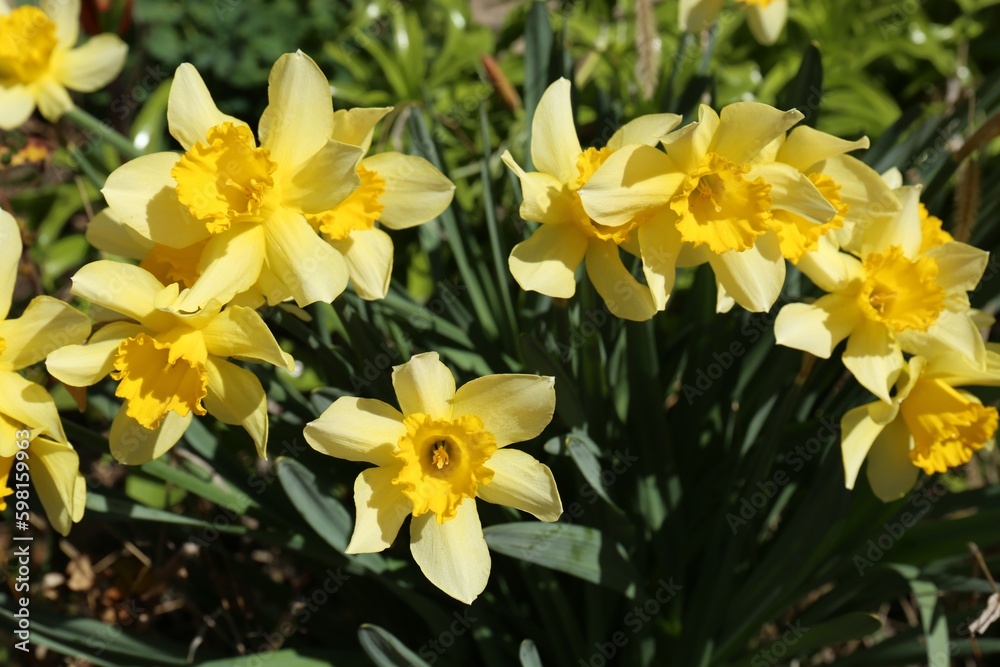 Beautiful yellow daffodils growing outdoors on spring day