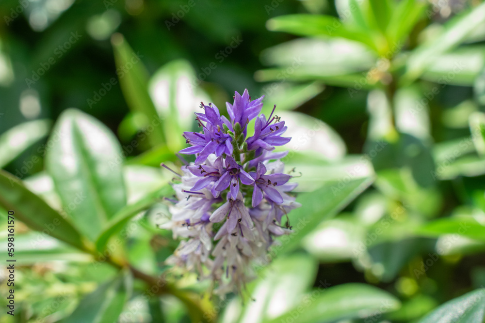 Close-up of Hebe flower | Hebe andersonii
Close-up of Hebe flower | Hebe andersonii