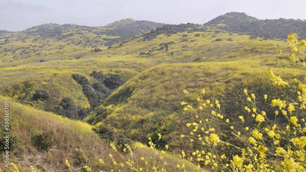 In April, the California hills, due to flowering plants, turn yellow. In April, the California hills, due to flowering plants, turn yellow.