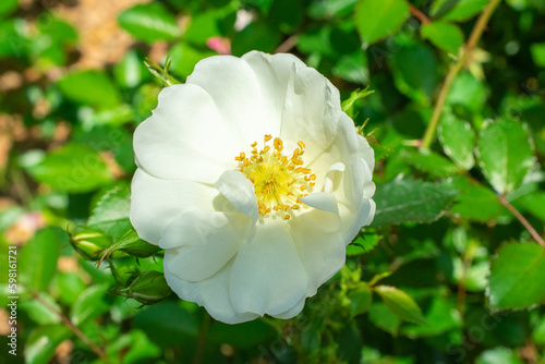 Fototapeta Naklejka Na Ścianę i Meble -  Close up of White Rose | Rosa alba
