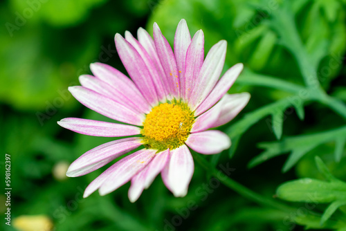 Persian daisy | Tanacetum coccineum