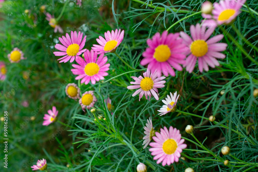 Bed of Persian daisy | Tanacetum coccineum