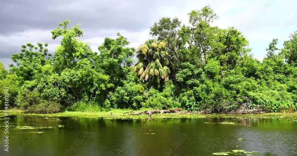 Couturie Forest canal in City Park in New Orleans Louisiana water bird on shore Couturie Forest canal in City Park in New Orleans Louisiana water bird on shore