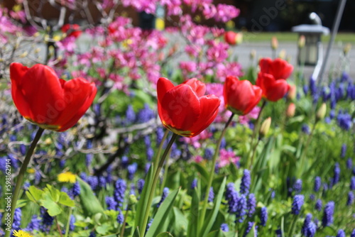 Blooming red tulips and blue grape hyacinths in a spring garden