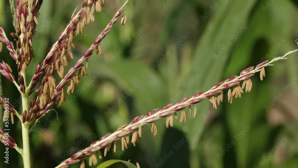 CU detail: Tassel florets in maize crop field, green corn agriculture CU detail: Tassel florets in maize crop field, green corn agriculture