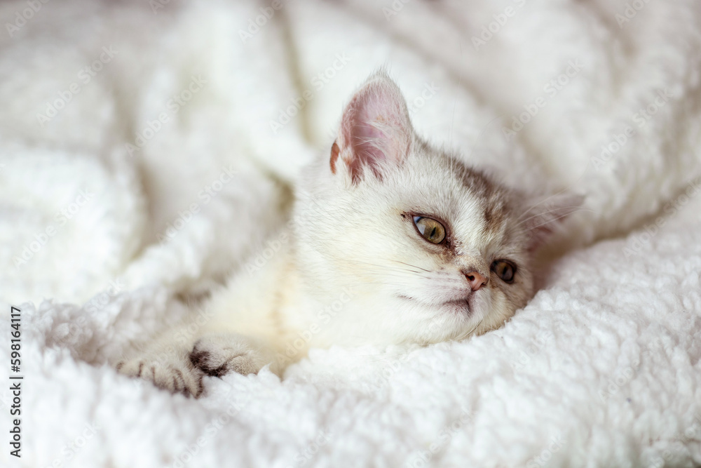 Cute white fluffy kitten sleep on white soft blanket. Cats rest napping on bed. Comfortable pets sleep at cozy home.