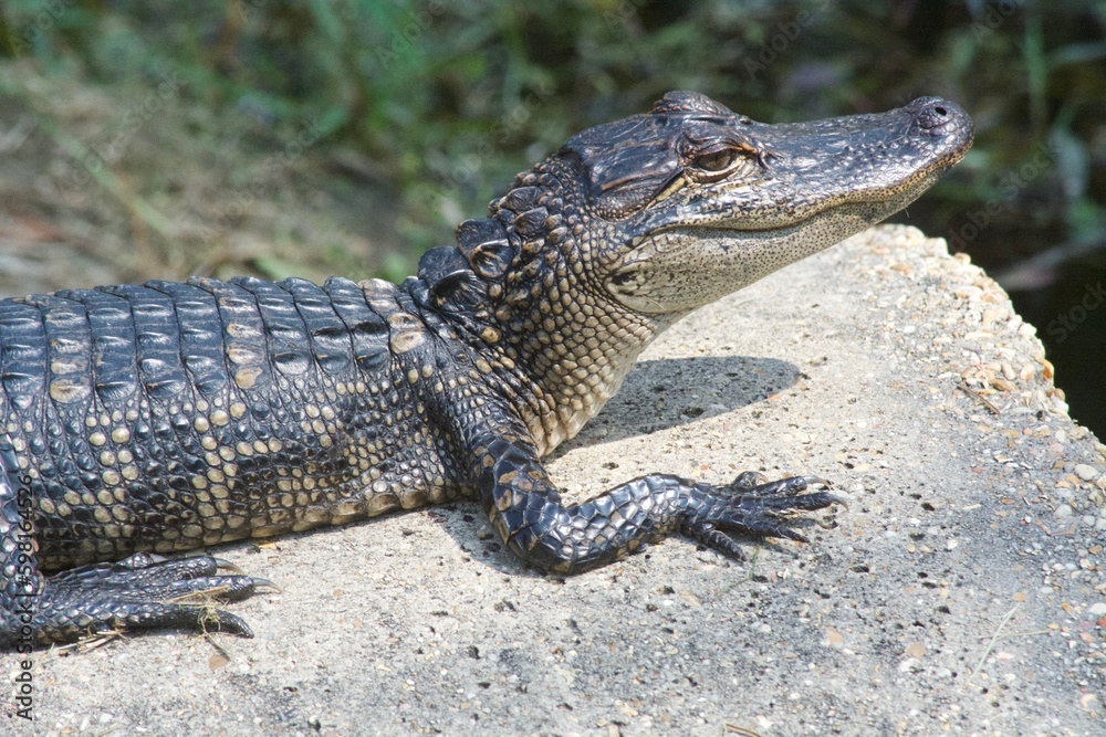 Obraz premium Alligator-Foley, Alabama, sites and Nature, Pier, Beach, Birds