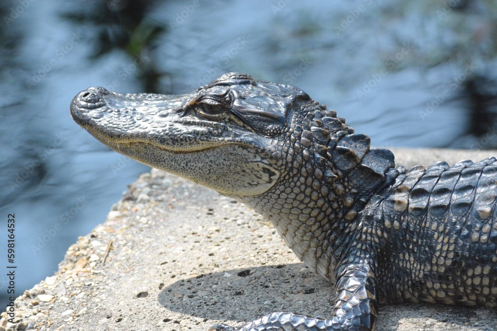 Fototapeta premium Alligator Sunning-Foley, Alabama, sites and Nature, Pier, Beach, Birds