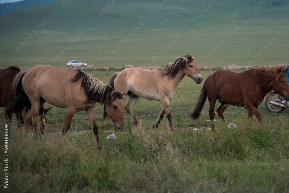 herd of horses in the field