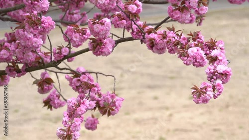 Oriental Cherry, Prunus Serrulata Kanzan. Tree Of Japanese Cherry In Full Bloom. Close Up photo